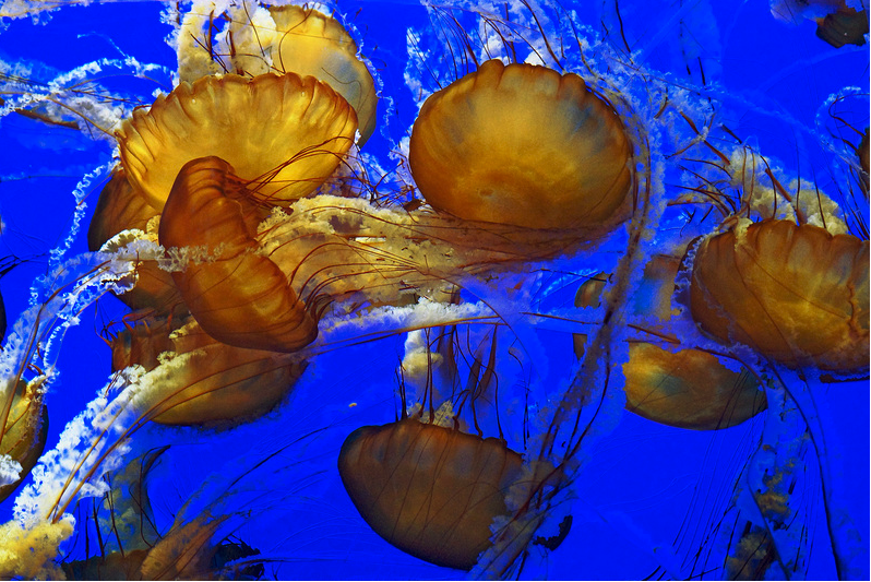 Carl Kruse Blog - Monterey Bay Aquarium Nettles Jellyfish